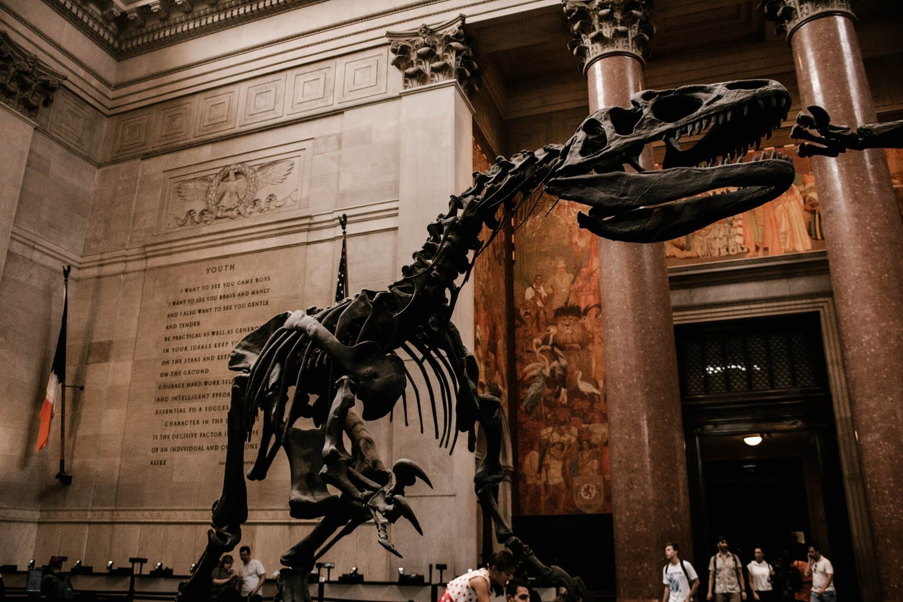 A T-rex skeleton displayed in the American museum of natural history, New York.