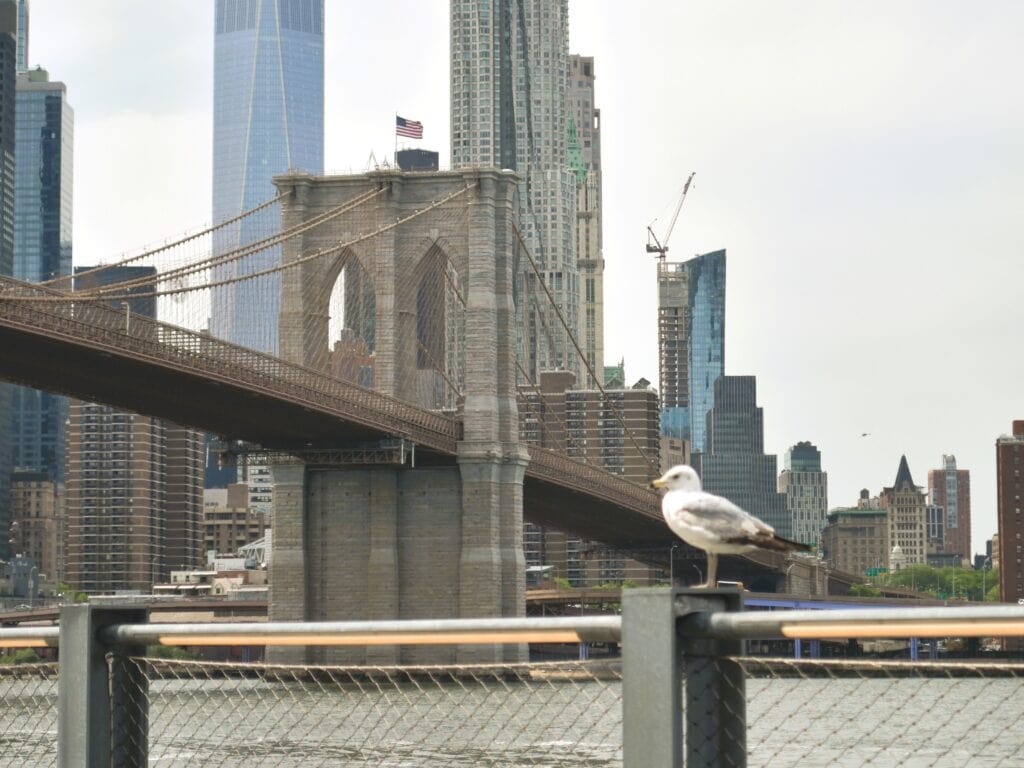 A seagull perches on a railing with the iconic Brooklyn Bridge and towering city skyscrapers in the background.