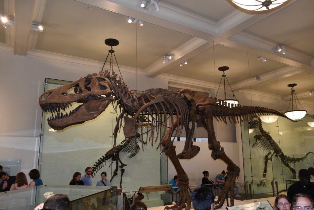 A majestic dinosaur skeleton stands at the forefront of one of the renowned museums in New York, captivating visitors as they explore fascinating exhibits in the background.