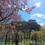 Cherry blossoms frame a view of Edinburgh Castle atop a hill, one of the best attractions Edinburgh has to offer, with a blue sky and iron fence in the foreground.