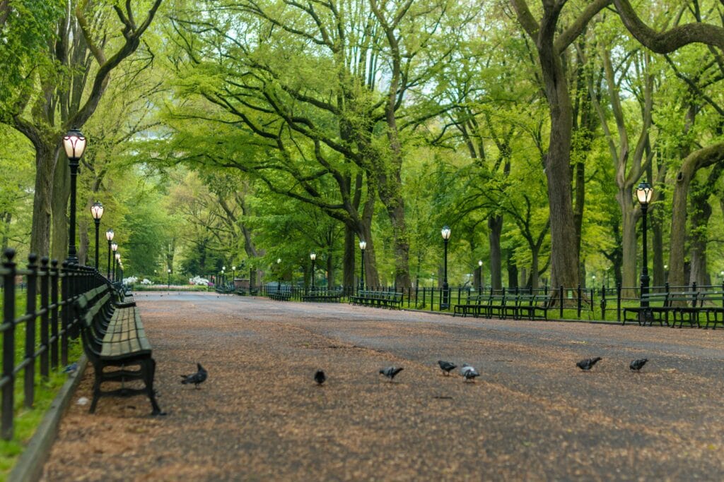 A group of pigeons in a park.