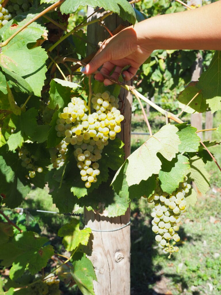 A hand reaching to pick a bunch of green grapes from a vine in a sunny vineyard, capturing the essence of the best wine tastings near Avignon.