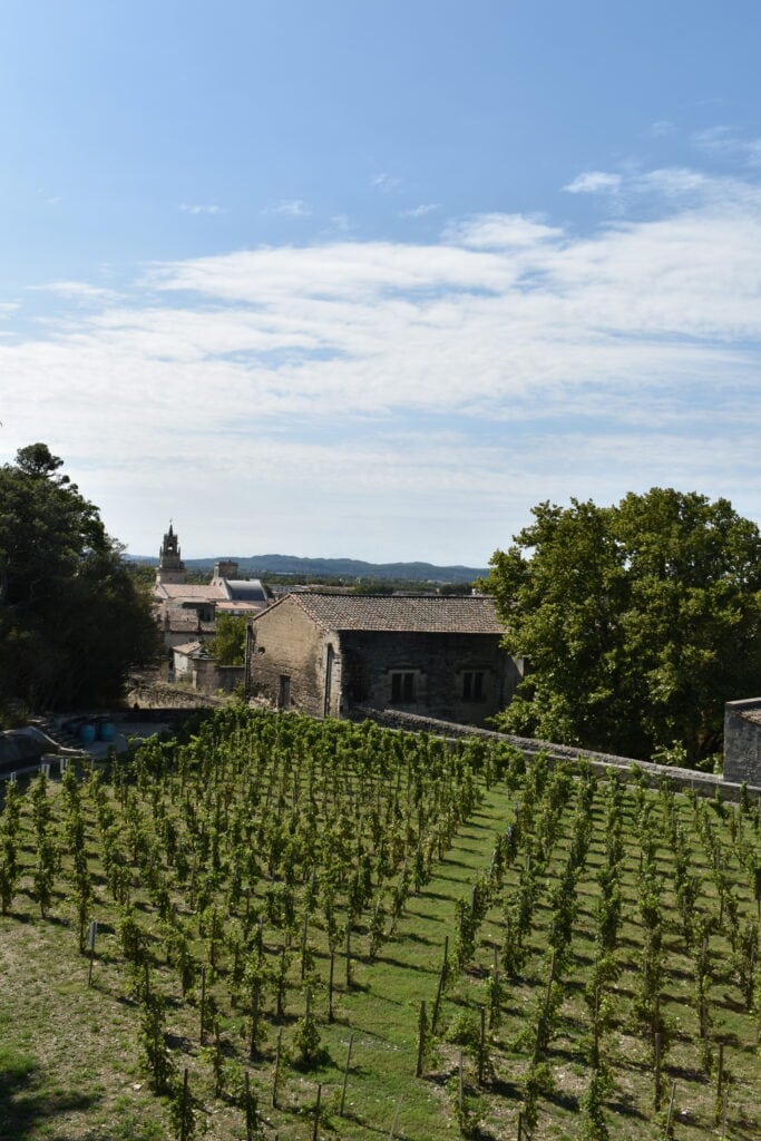 Rows of grapevines in a vineyard with stone buildings and a church tower under a partly cloudy sky—an inviting scene for the best wine tastings near Avignon.
