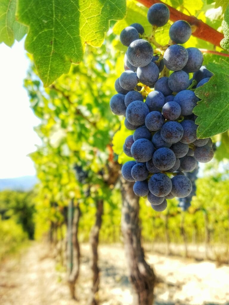 A bunch of grapes on a vine in a vineyard provence