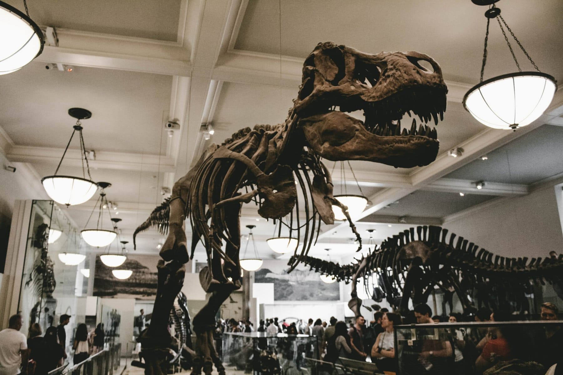 In the Natural History museum of New York, an impressive T-rex skeleton is displayed.