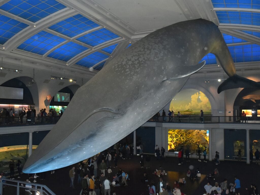 In the American Museum of Natural History in New York, a large whale hangs from the ceiling.