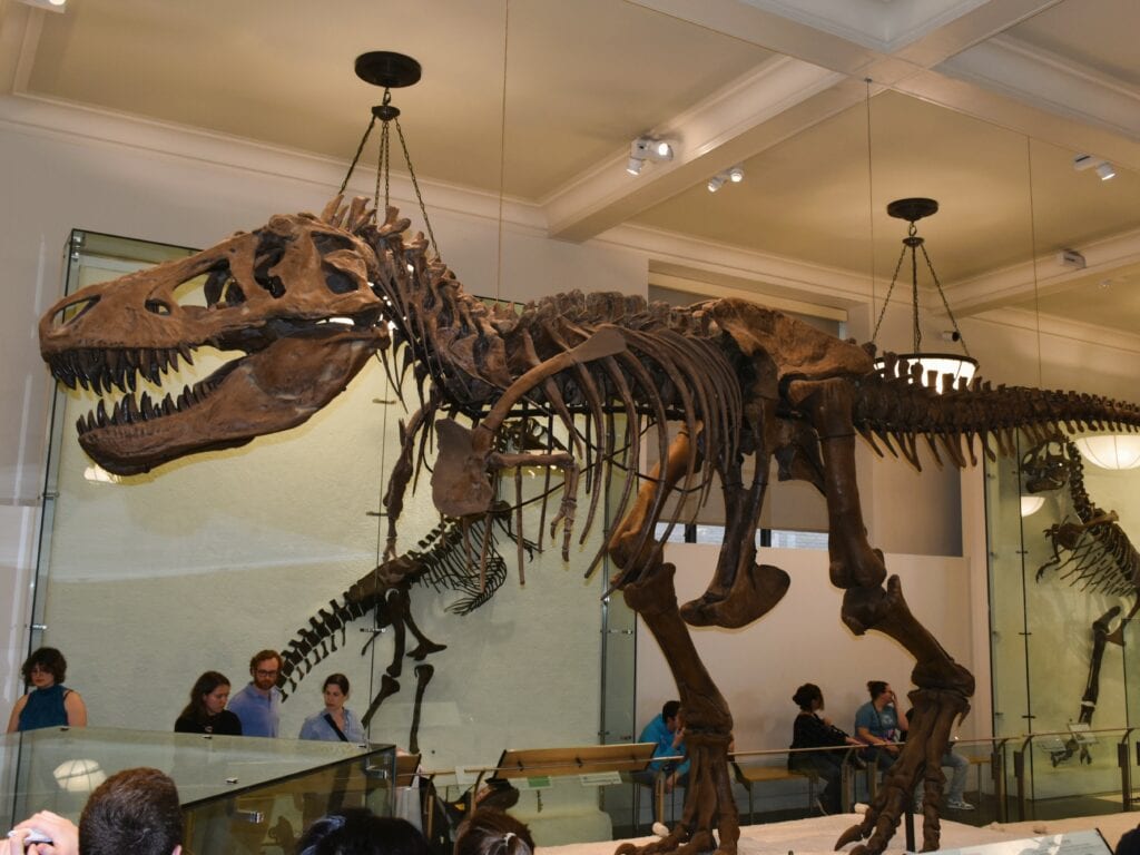 A t-rex skeleton at the Natural History Museum in New York.