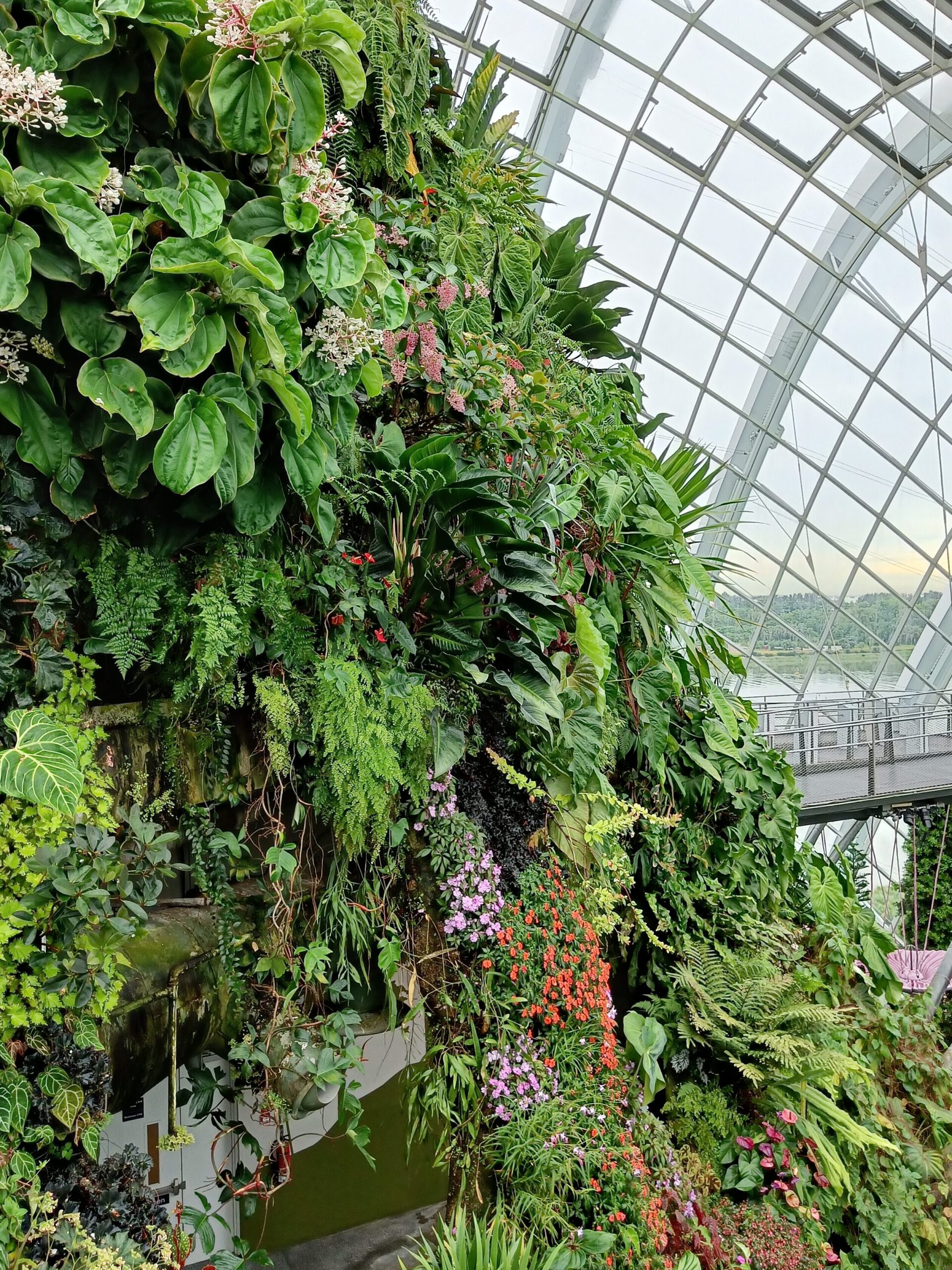 Experience the lush indoor vertical garden of Singapore's renowned Flower Dome, where diverse plants thrive under a stunning glass-ceilinged conservatory, blending beauty and tranquility.