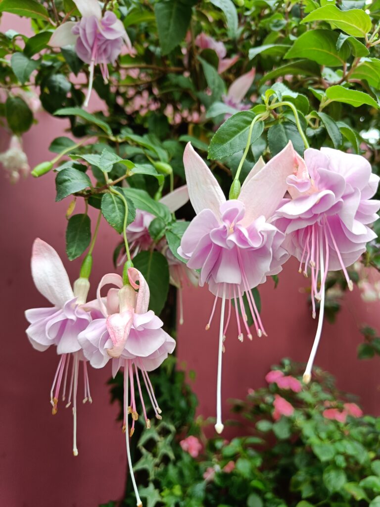 Delicate pink fuchsia flowers and green leaves create a stunning display against a pink wall background, reminiscent of the breathtaking floral beauty found in Singapore's Cloud Forest.