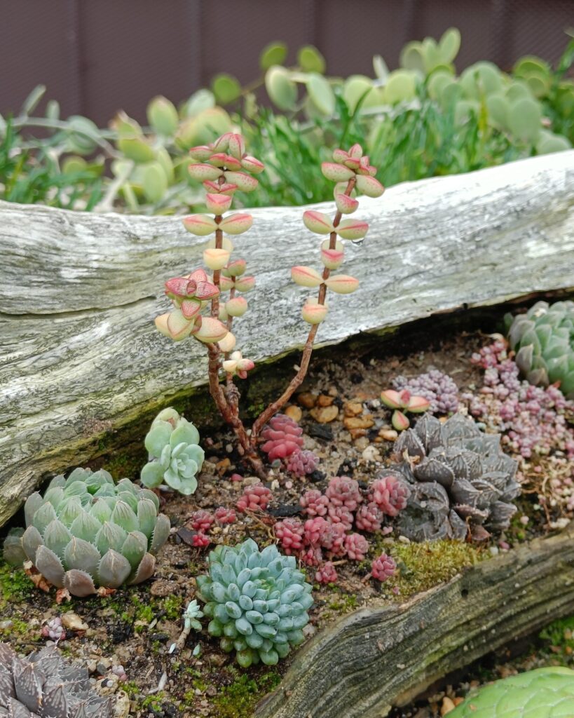 Colorful succulents thrive on a weathered log, enveloped by small stones and greenery, reminiscent of the lush beauty found in Singapore's Cloud Forest and Flower Dome.