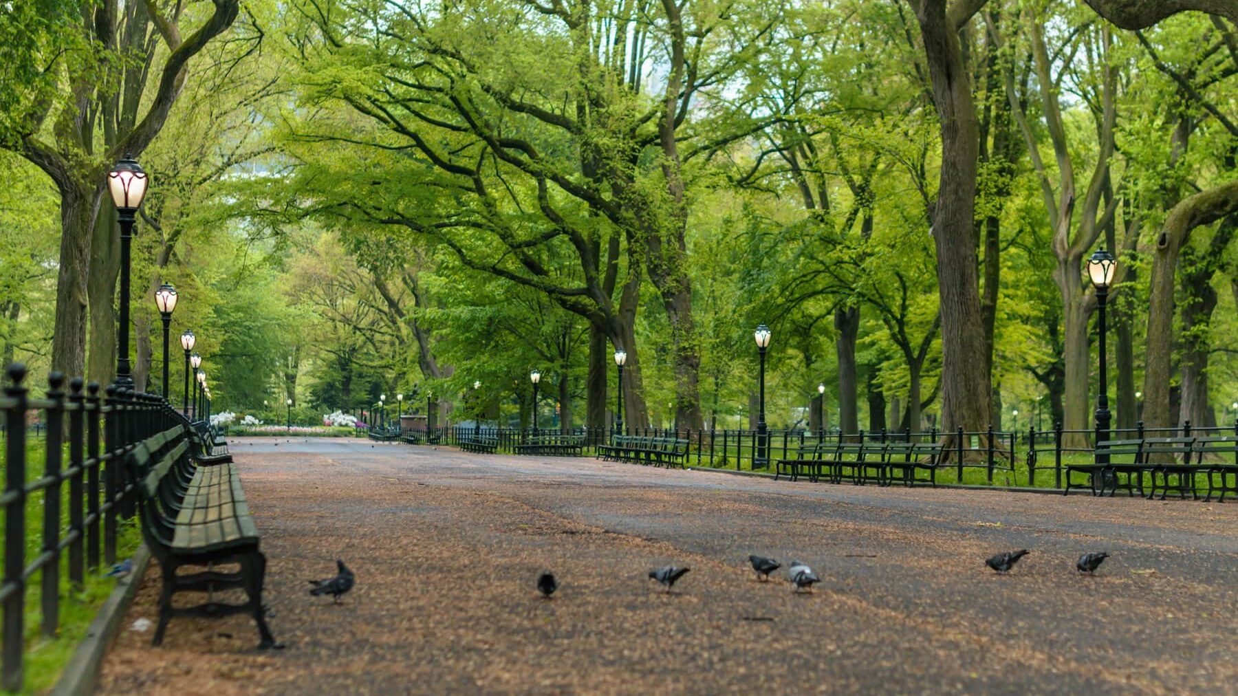 A group of pigeons in a park.