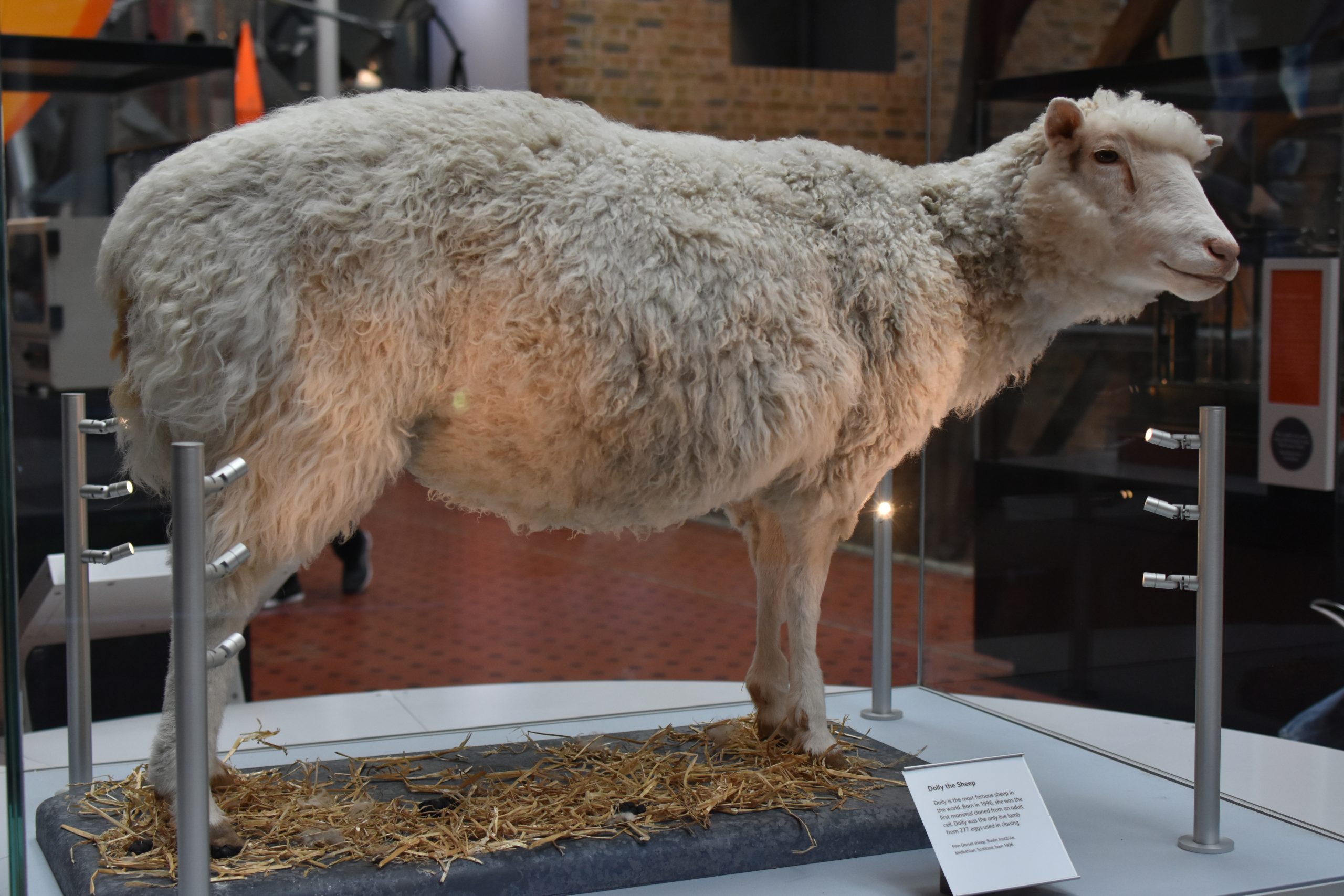 A taxidermy sheep displayed in a museum, standing on straw with an information plaque nearby—visit the National Museum of Scotland to see this fascinating exhibit.