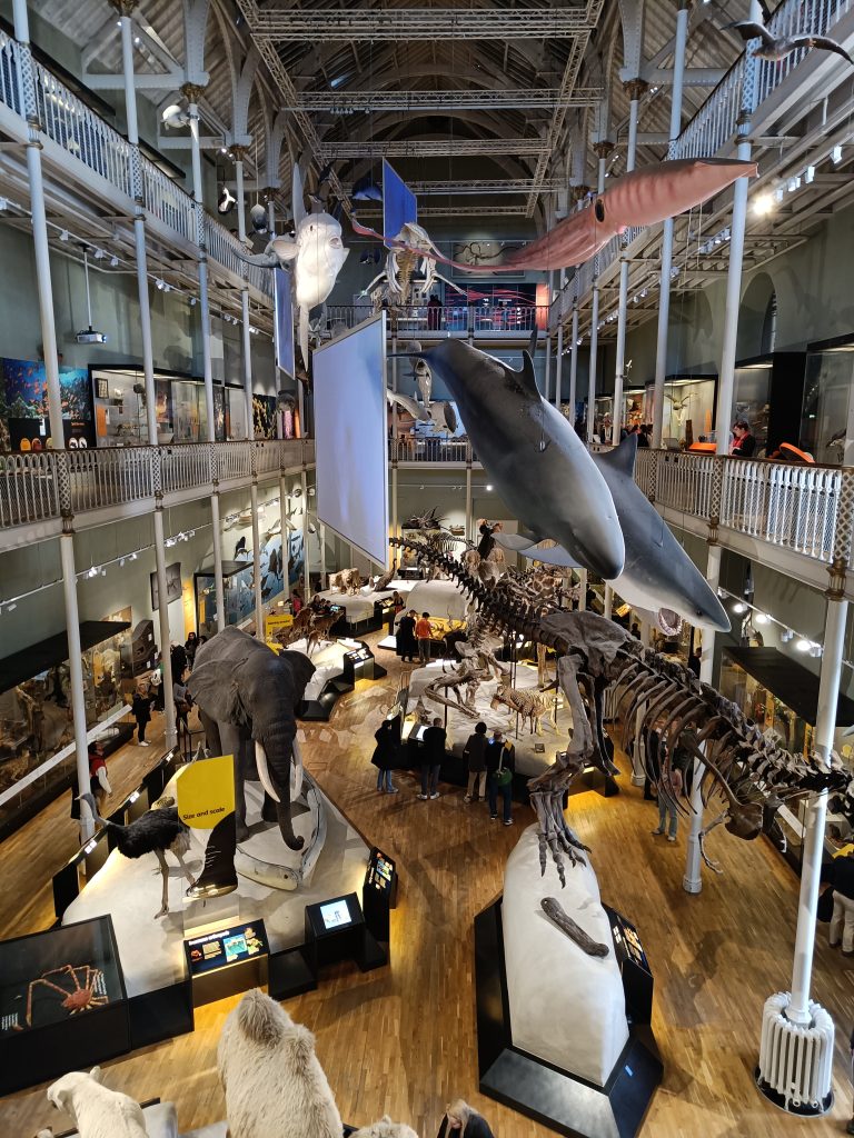 Museum hall with dinosaur skeletons, animal models, and hanging whale exhibits, viewed from above—visit the National Museum of Scotland for this remarkable experience.